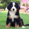 Puppies for sale Greece, Athens Bernese Mountain Dog