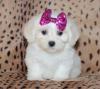 Puppies for sale Denmark, Kopenagen , maltipoo
