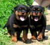 Puppies for sale Cyprus, Paphos Rottweiler