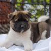 Puppies for sale Netherlands, Maastricht Akita