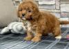 Puppies for sale Cyprus, Nicosia , cavapoo