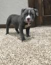 Puppies for sale Netherlands, Dordrecht Staffordshire Bull Terrier