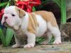 Puppies for sale Cyprus, Larnaca English Bulldog