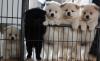 Puppies for sale Germany, Cottbus Japanese spitz