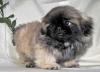 Puppies for sale Sweden, Stockholm Pekinese