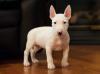 Puppies for sale Hungary, Budapest Bull Terrier