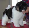 Puppies for sale Cyprus, Larnaca Akita