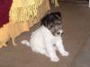 Puppies for sale Sweden, Stockholm Fokxterer