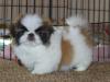 Puppies for sale Belgium, Brussels Pekinese