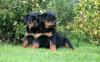 Puppies for sale Germany, Berlin Rottweiler