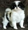 Puppies for sale Cyprus, Nicosia Japanese Hin