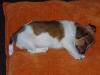 Puppies for sale Germany, Trier Jack Russell Terrier