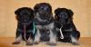 Puppies for sale Cyprus, Paphos East-European Shepherd