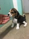 Puppies for sale Netherlands, Amsterdam Beagle