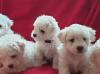 Puppies for sale Poland, Warsaw Bichon