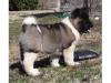 Puppies for sale Sweden, Stockholm Akita