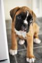 Puppies for sale Portugal, Port Boxer