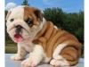 Puppies for sale Germany, Karlstadt English Bulldog