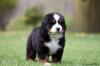 Puppies for sale Cyprus, Ayia Napa Bernese Mountain Dog