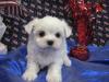 Puppies for sale Latvia, Rezekne Maltese