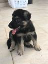 Puppies for sale Netherlands, Amsterdam East-European Shepherd