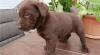 Puppies for sale Hungary, Budapest Labrador Retriever