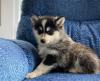 Puppies for sale Belgium, Brussels , pomsky