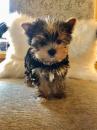 Puppies for sale Cyprus, Larnaca Yorkshire Terrier