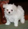 Puppies for sale Germany, Lubeck Maltese