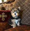 Puppies for sale Greece, Thessaloniki Yorkshire Terrier