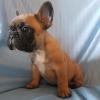 Puppies for sale Denmark, Odense French Bulldog