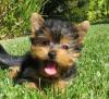 Puppies for sale Germany, Suhl Yorkshire Terrier