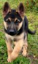 Puppies for sale Poland, Warsaw German Shepherd Dog