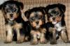 Puppies for sale Poland, Vukov Yorkshire Terrier
