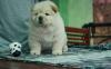 Puppies for sale Hungary, Pech Chow Chow