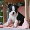 Puppies for sale Italy, Pesaro Boston Terrier