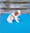 Puppies for sale Hungary, Gyor King Charles Spaniel