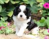 Puppies for sale Hungary, Budapest , Cavalier King