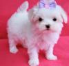 Puppies for sale United Kingdom, London Maltese