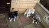 Puppies for sale Spain, Bilbao , Siberian Husky