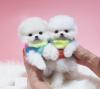Puppies for sale Cyprus, Nicosia Pomeranian Spitz