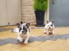 Puppies for sale Ireland, Cork French Bulldog