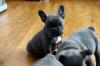 Puppies for sale Hungary, Budapest French Bulldog