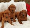 Puppies for sale Germany, Berlin Irish Setter