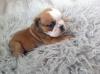 Puppies for sale Greece, Heraklion English Bulldog