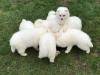 Puppies for sale Germany, Berlin Japanese spitz