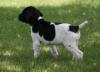 Puppies for sale Germany, Berlin German Shorthaired Pointing Dog