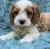 Puppies for sale United Kingdom, Liverpool Mixed breed
