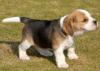 Puppies for sale Germany, Berlin Beagle