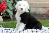 Puppies for sale Germany, Berlin Other breed, Old English Sheepdog